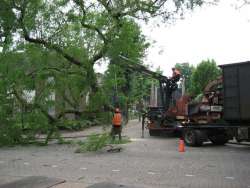 bomen rooien